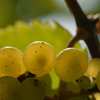 Riesling drei Beeren nah